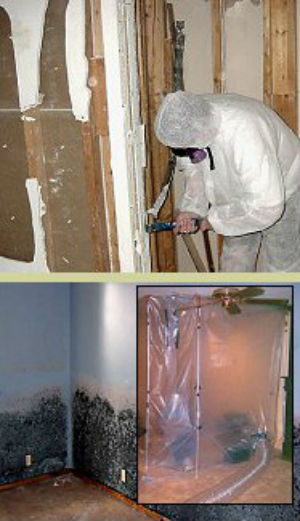 MSP Commercial Mold Remediation