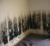Master Service Pro Mold Remediation
