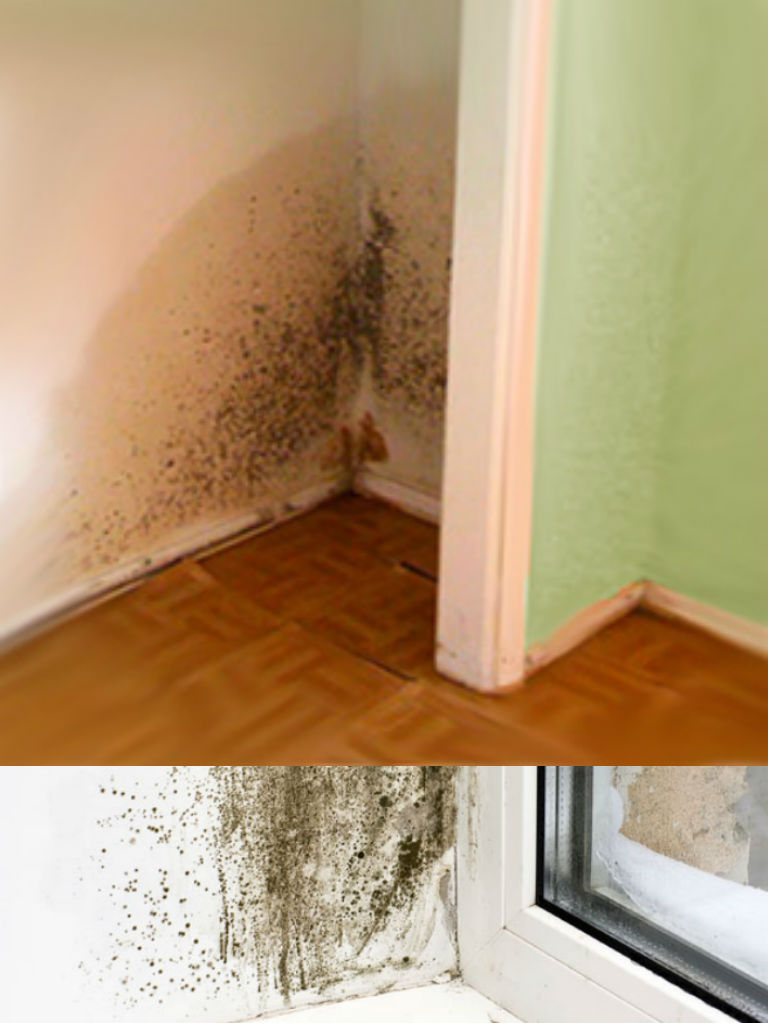 MSP Residential Mold Remediation